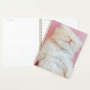 Agenda Animales de bebé más afectados   Agradable Gatito 