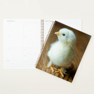Agenda Animales de bebé más afectados Baby Chick