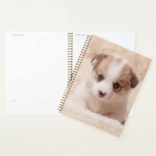 Agenda Animales de bebé más afectados Baby Corgi