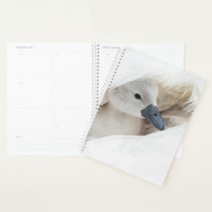 Agenda Animales de bebé más afectados   Baby Mute Swan