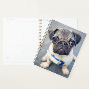 Agenda Animales de bebé más afectados Baby Pug