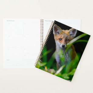 Agenda Animales de bebé más afectados Baby Red Fox