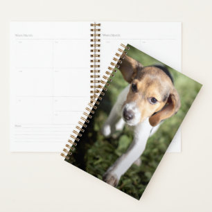 Agenda Animales de bebé más afectados   Beagle Puppy