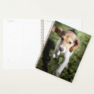 Agenda Animales de bebé más afectados   Beagle Puppy