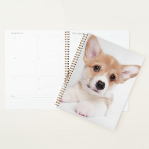 Agenda Animales de bebé más afectados   Bebé dulce Corgi
