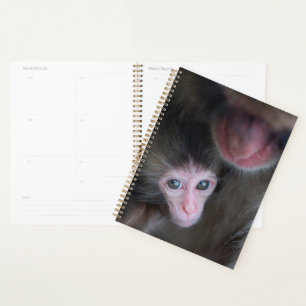 Agenda Animales de bebé más afectados Bebé Macaque Mono