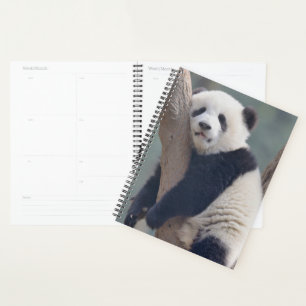 Agenda Animales de bebé más afectados   Bebé Panda Bear D