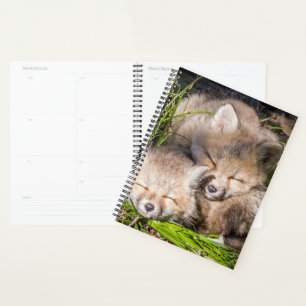 Agenda Animales de bebé más afectados Bebé Red Fox Kits