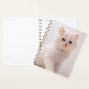 Agenda Animales de bebé más afectados   Blue Eye Kitten