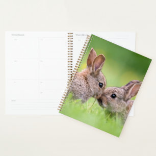 Agenda Animales de bebé más afectados   Bunny Kiss