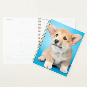 Agenda Animales de bebé más afectados Cachorro de Corgi