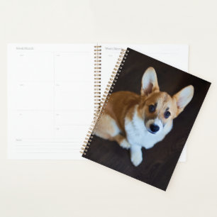 Agenda Animales de bebé más afectados Corgi Buscando