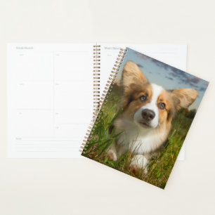 Agenda Animales de bebé más afectados Corgi en el Aveni