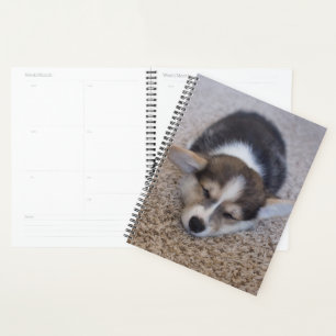 Agenda Animales de bebé más afectados   Corgi Puppy en Sh