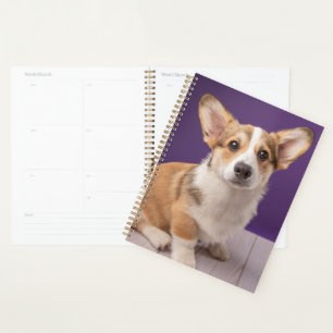 Agenda Animales de bebé más afectados Corgi Puppy sobre