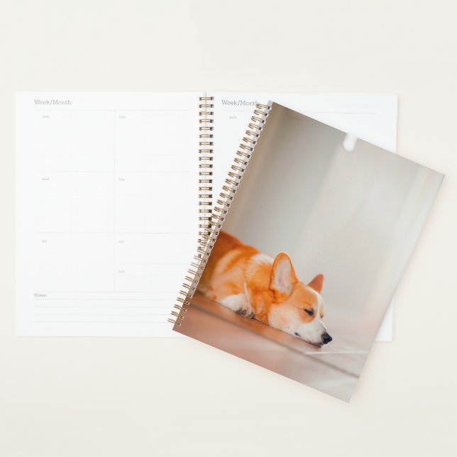 Agenda Animales de bebé más afectados | Corgi Sleeping (Demostración)