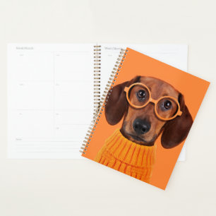 Agenda Animales de bebé más afectados Dachshund Naranja