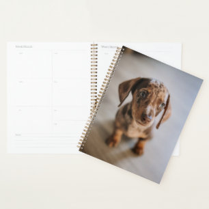 Agenda Animales de bebé más afectados   Dachshund Puppy