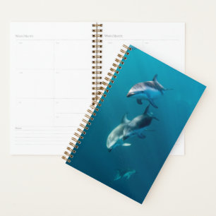 Agenda Animales de bebé más afectados   Dolphin Family