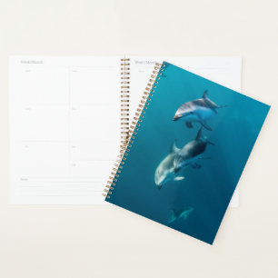 Agenda Animales de bebé más afectados   Dolphin Family