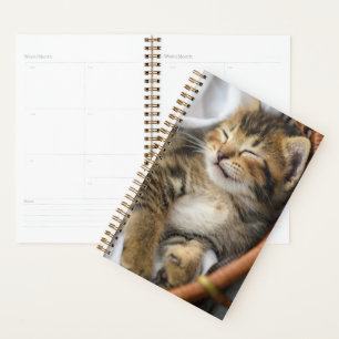 Agenda Animales de bebé más afectados   Dormir gatos en l