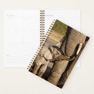Agenda Animales de bebé más afectados Elefante bebé y m