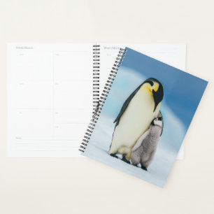 Agenda Animales de bebé más afectados   Emperador Pingüin