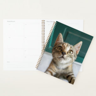 Agenda Animales de bebé más afectados Gatita Cuta Tabby