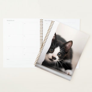 Agenda Animales de bebé más afectados Gatito blanco y n