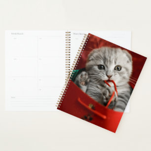 Agenda Animales de bebé más afectados Gatito de peluche