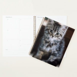 Agenda Animales de bebé más afectados Gatito en llaves