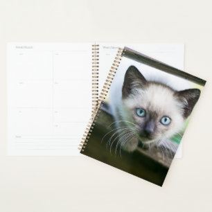 Agenda Animales de bebé más afectados   Gatito siamés