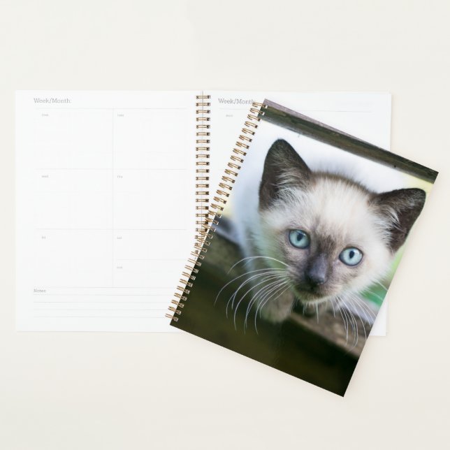 Agenda Animales de bebé más afectados | Gatito siamés (Demostración)