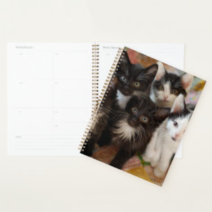 Agenda Animales de bebé más afectados Gatitos blancos y