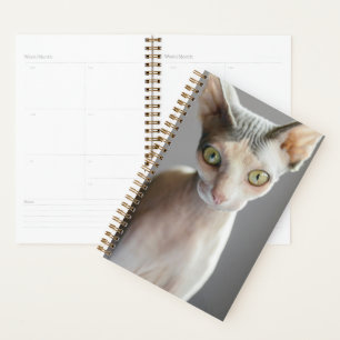 Agenda Animales de bebé más afectados   Gato de esfinge