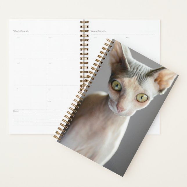 Agenda Animales de bebé más afectados | Gato de esfinge (Demostración)