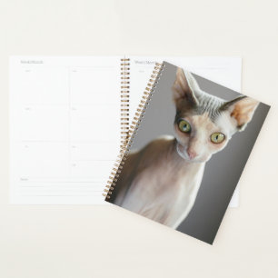 Agenda Animales de bebé más afectados   Gato de esfinge