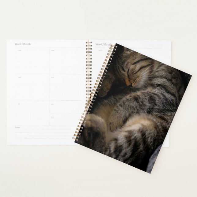 Agenda Animales de bebé más afectados | Gato de Tabby dur (Demostración)