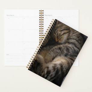 Agenda Animales de bebé más afectados Gato de Tabby dur