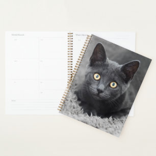 Agenda Animales de bebé más afectados Gato gris