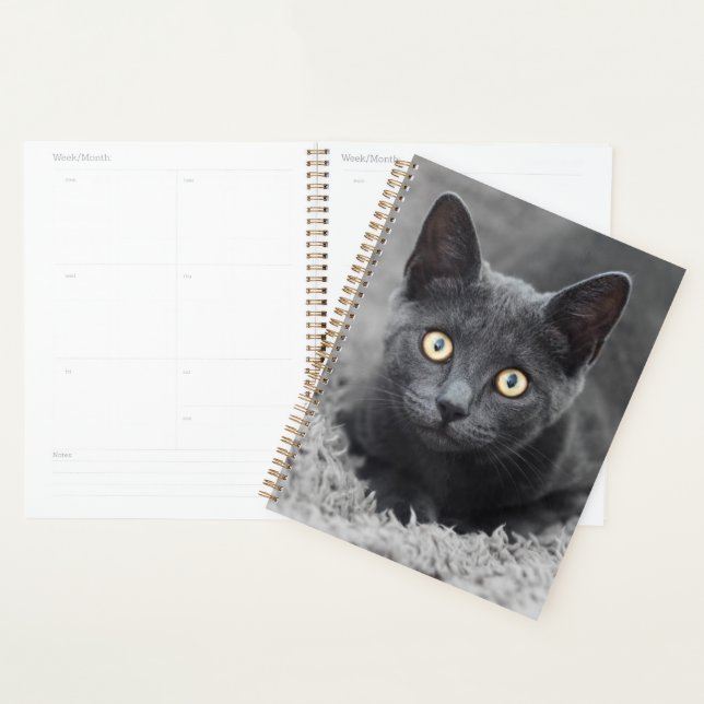 Agenda Animales de bebé más afectados | Gato gris (Demostración)