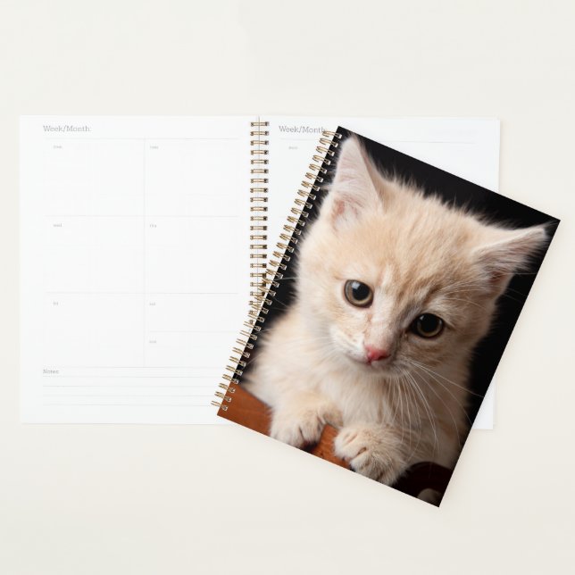 Agenda Animales de bebé más afectados | Ginger Kitten (Demostración)