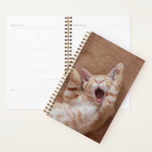 Agenda Animales de bebé más afectados   Ginger Kitten Yaw