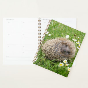 Agenda Animales de bebé más afectados Hedgehog español