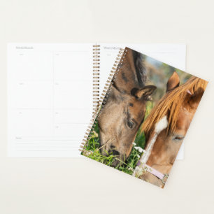 Agenda Animales de bebé más afectados   Horse Colt