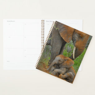 Agenda Animales de bebé más afectados   Mama Elephant & B