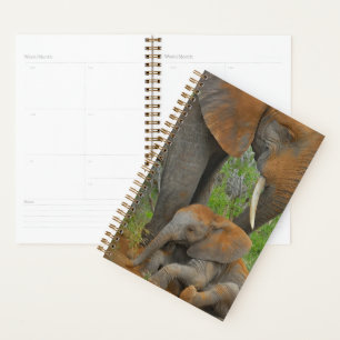 Agenda Animales de bebé más afectados   Mama Elephant & B