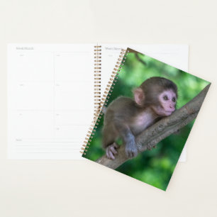 Agenda Animales de bebé más afectados   Mono bebé