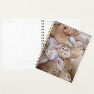 Agenda Animales de bebé más afectados Naranja Kitten Pi