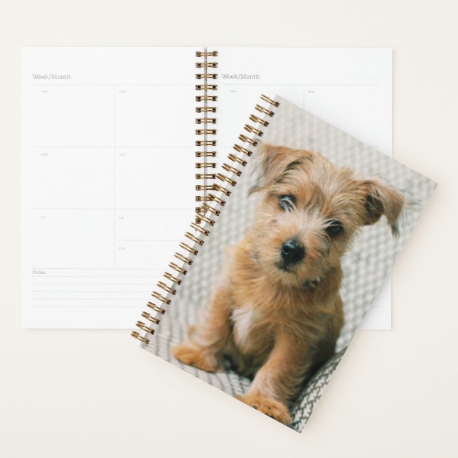 Agenda Animales de bebé más afectados | Norfolk Terrier P (Demostración)